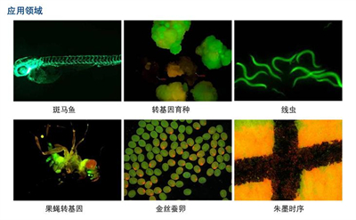 明慧體視熒光顯微鏡MHZF700