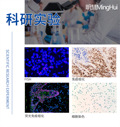 生物顯微鏡NE700 科研實驗應(yīng)用