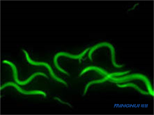 線蟲熒光成像-廣州市明慧科技有限公司