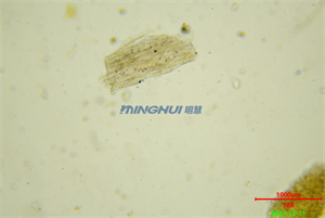 解決方案：數(shù)碼偏光顯微鏡MHL2800在廣州某制藥企業(yè)藥物研究的應(yīng)用-藥材實(shí)拍圖片明場(chǎng)觀察