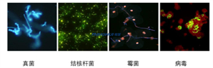 明慧近期推出的BGU-LED-MH正置四孔三色LED熒光附件