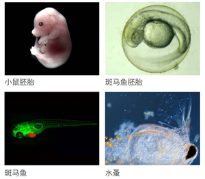體視顯微鏡NSZ818觀察斑馬魚、小鼠胚胎、斑馬魚胚胎、水蚤等實(shí)拍圖.jpg