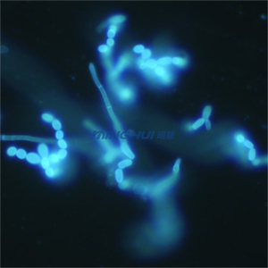 1.皮膚真菌.jpg